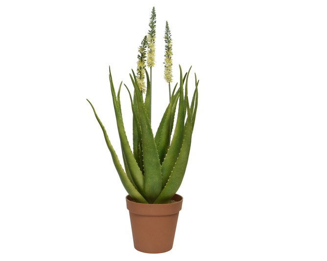 Bepflanzung zu Vase VINTAGE (Algarve)